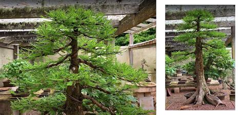 Australian Bonsai Gallery Swamp Cypress Update