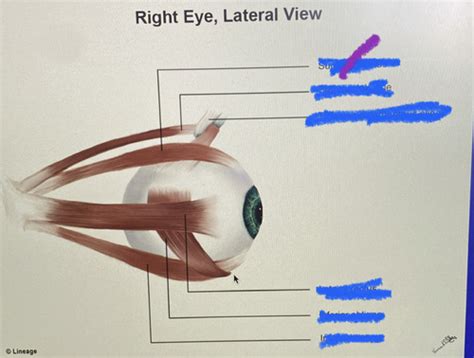 Anatomy Eye 5 Conjunctiva Flashcards Quizlet