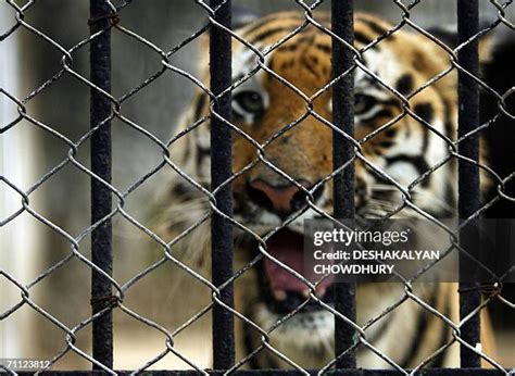 667 Tiger Cage Zoo Stock Photos High Res Pictures And Images Getty