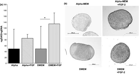 Fgf 2 Addition During Expansion Of Human Bone Marrow Derived Stromal