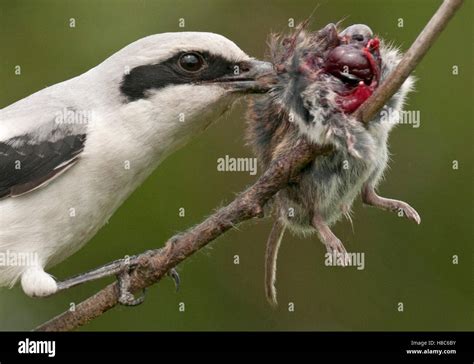 Great Grey Shrike (Lanius excubitor) feeding on impaled Common Vole ...