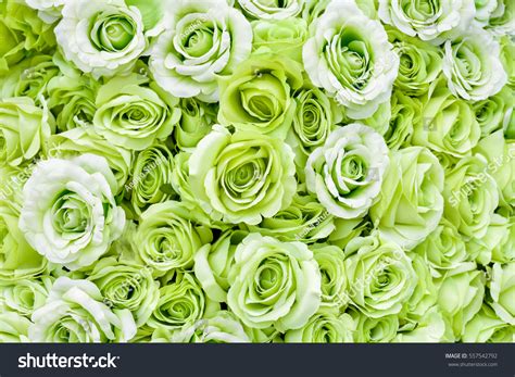 2,259,645 Green Roses Images, Stock Photos & Vectors | Shutterstock