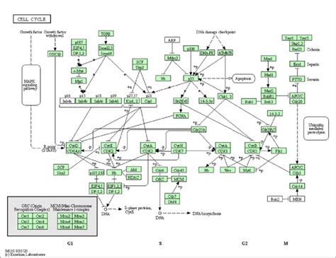 Figure A3 Cell Cycle Signaling Pathway Kegg Pathway Kegg Kyoto