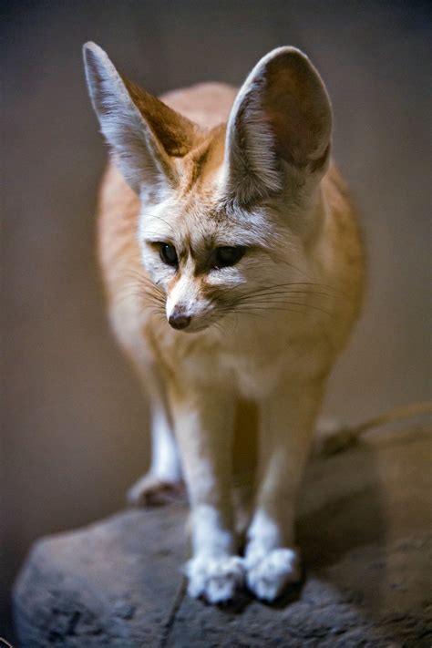 Fennec Fox Baby Wallpaper