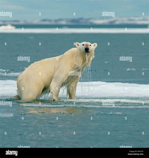 Polar bear water drip hi-res stock photography and images - Alamy