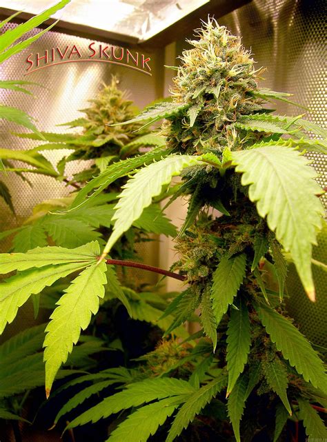 Strain Galerie Shiva Skunk Sensi Seeds PIC 02111473130607634 Von