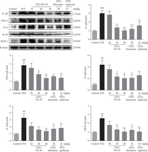 Wj Treatment Ameliorated Streptozotocin Stz Induced Renal