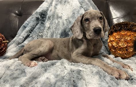 Akc Euro Blue Merle Male Great Dane Great Dane Puppies For Sale In