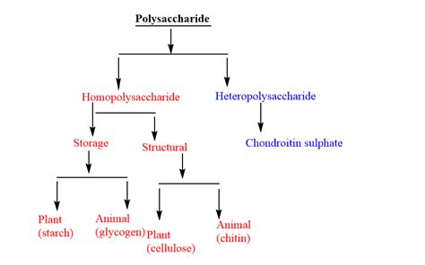 Polysaccharide: Definition, classification, and 4 reliable function ...