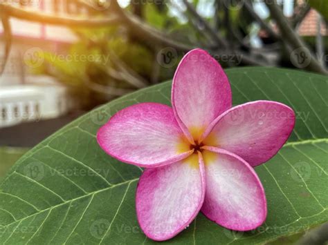 Plumeria Frangipani Rbol Del Templo Las Flores Son Fragantes Y Son