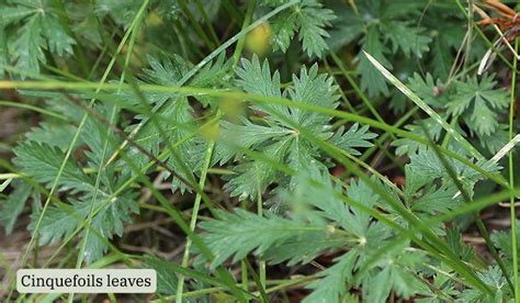 Weeds That Look Like Strawberry Photos To Tell Them Apart