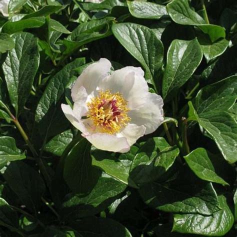 Пион Виттмана лат Paeonia Wittmanniana Лесосад