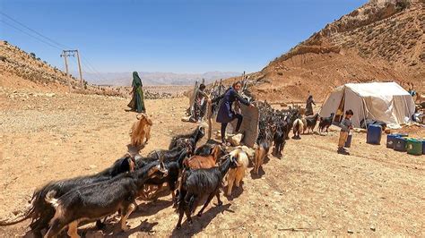 Milking Goats By Nomadic Woman Nomadic Lifestyle Of Iran Youtube