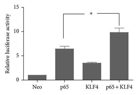 Klf4 And Nf κ B P65 Cooperatively Induce The Il 6 Promoter Klf4 And