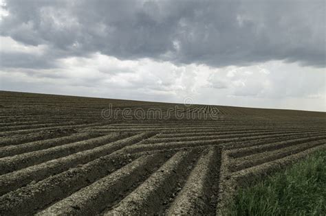 Potato Cultivation On Cultivated Land In South Limburg The Netherlands