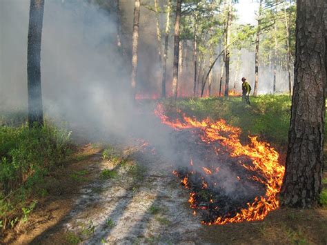 Importance Of Fire Quest For The Longleaf Pine Ecosystem