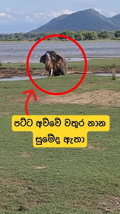 වතුර නාන සද්දන්තයා සුමේද ඇතා🐘😳shortsfeed Shorts Elephant Attack