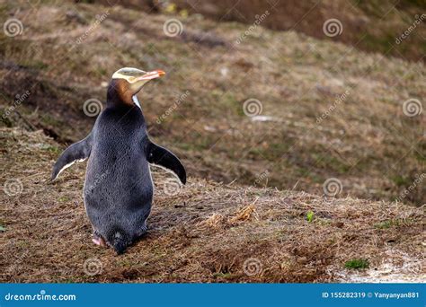 Penguins in the South Island, New Zealand Stock Image - Image of life ...