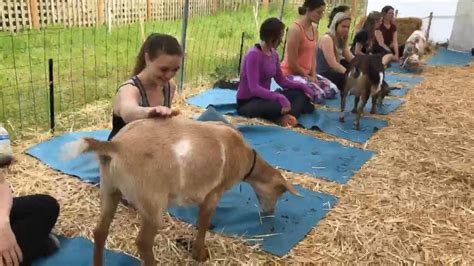 Video Goat Yoga - ABC News