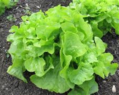 Oak Leaf Lettuce. Farm Direct