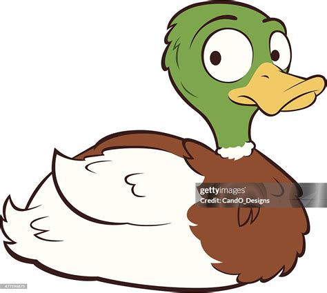 Mallard Duck High Res Vector Graphic Getty Images