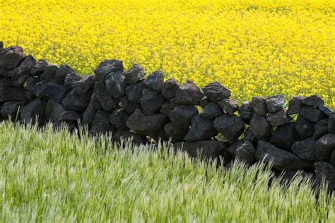 Um Campo De Flores Amarelas E Um Campo De Flores Amarelas Foto Premium