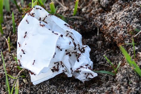 Brevard Sheriff Florida: One Question That's On Everyone's Mind. - Klick