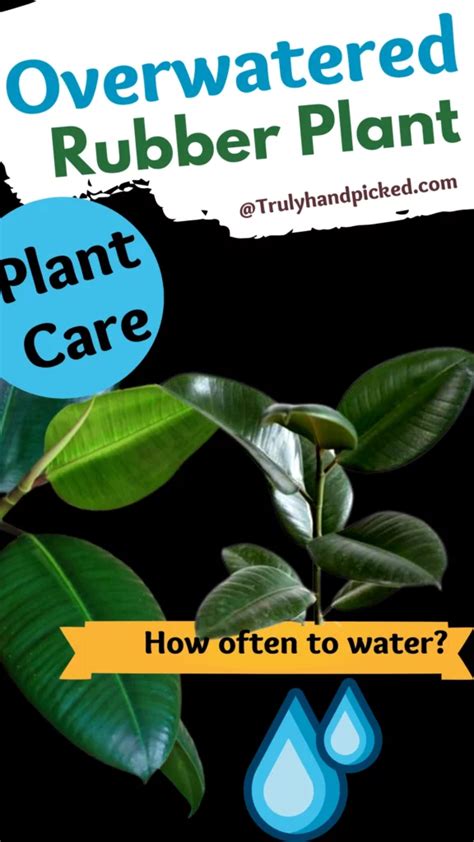 Save An Overwatered Rubber Plant Quick Tips Plantcare365