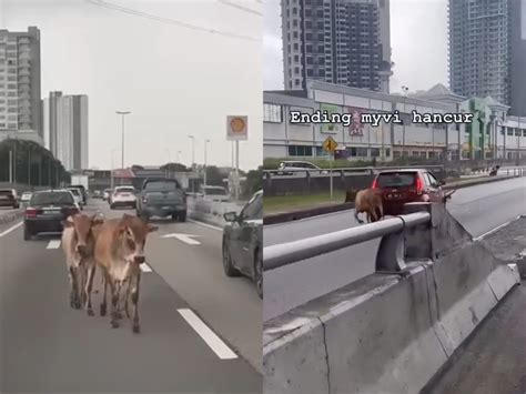 Dua ekor lembu sesat di LDP, terlepas dari kawasan surau - Kosmo Digital