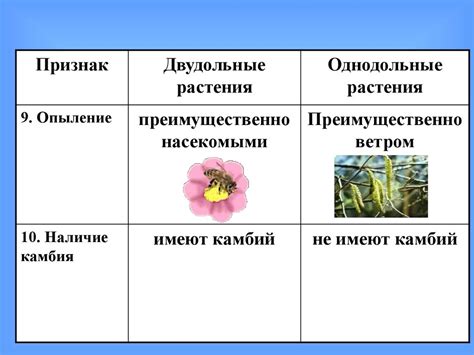 Голосеменные и покрытосеменные растения - презентация онлайн