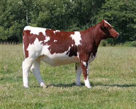 The Fall Prospect Showcase 2011: Shorthorn Heifer Calf