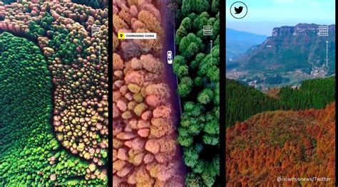 Stunning drone footage shows leaves changing colours in autumn in China ...