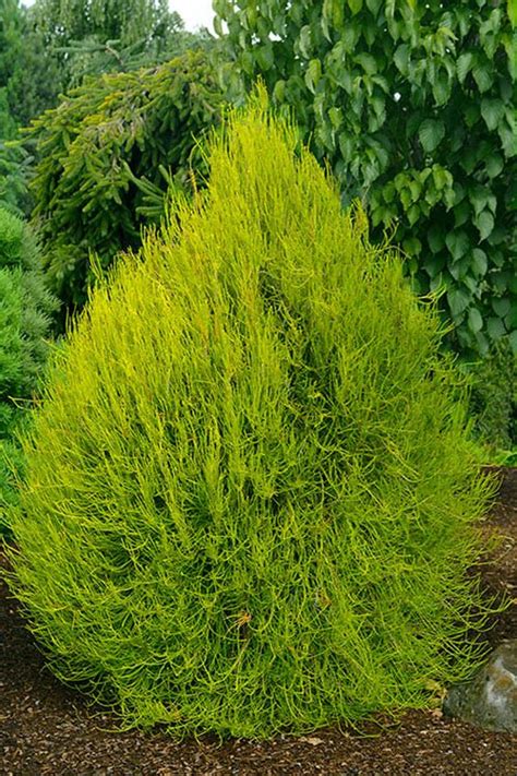 Franky Boy Chinese Arborvitae 5 Gallon Container — Lawns Of Tulsa