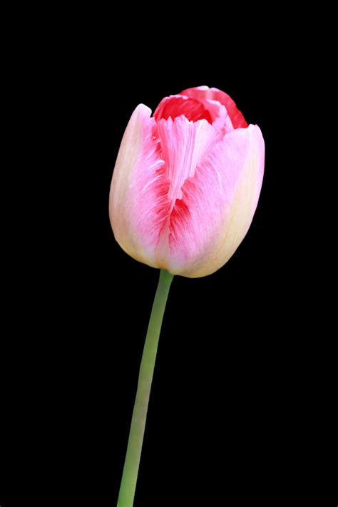 Tulip Flower Pink Free Stock Photo Public Domain Pictures