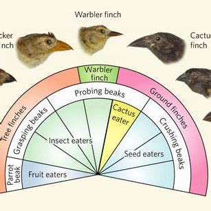 Darwin S Finches Arose From A Single Ancestral Species And Have