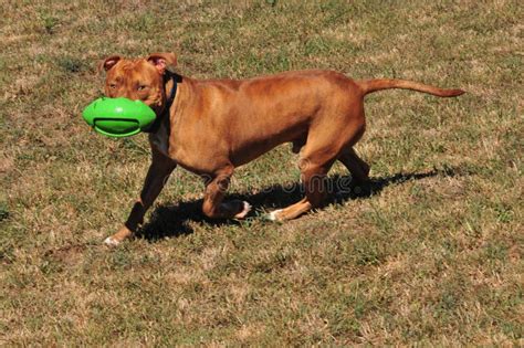 Pit Bull Playing With A Ball Stock Photo - Image of brown, rotweiller ...