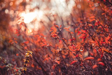 Wallpaper Sunlight Forest Fall Leaves Nature Red Grass Sky