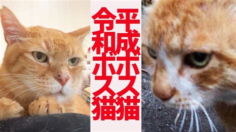 平成のボス猫と令和のボス猫、ふたりの交差点 The 2 Boss Cats Youtube