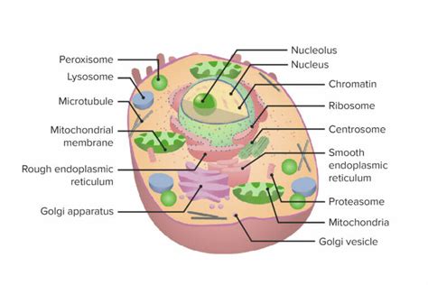 The Cell Organelles Concise Medical Knowledge