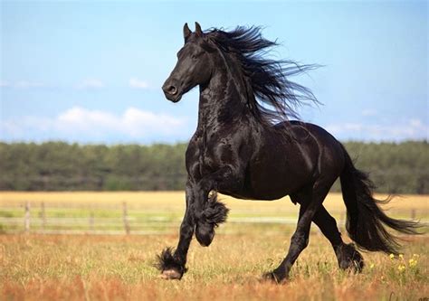 Nature Is Always Beautiful: Amazing Horse Photography
