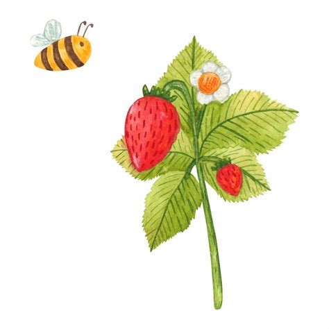 Vektor Aquarell Erdbeerzweig Mit Biene Frische Sommerbeeren Mit