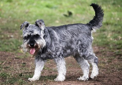 28 of The Cutest Schnauzer Dog Haircuts We Love – HairstyleCamp