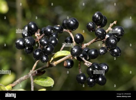 Common Wild Privet Ligustrum Vulgare Stock Photo Alamy