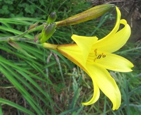 Hemerocallis Minor Offenthal Taglilien