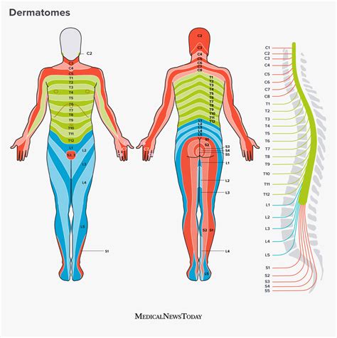 Dermatomes: Definition, chart, and diagram