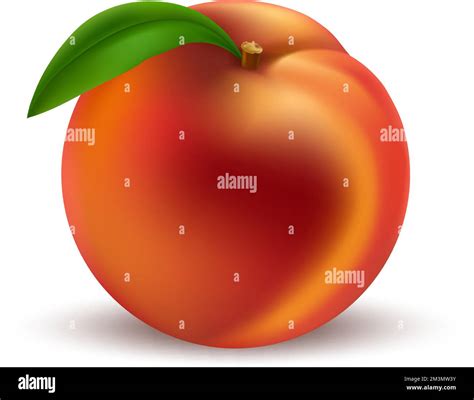 Whole Realistic Peach Stock Vector Image And Art Alamy