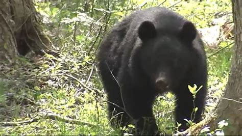 「クマ出没警報」発令中住宅街で1頭のクマの目撃情報 警察が注意呼びかけ 全県で4月からすでに11人がクマ被害 Tbs News Dig