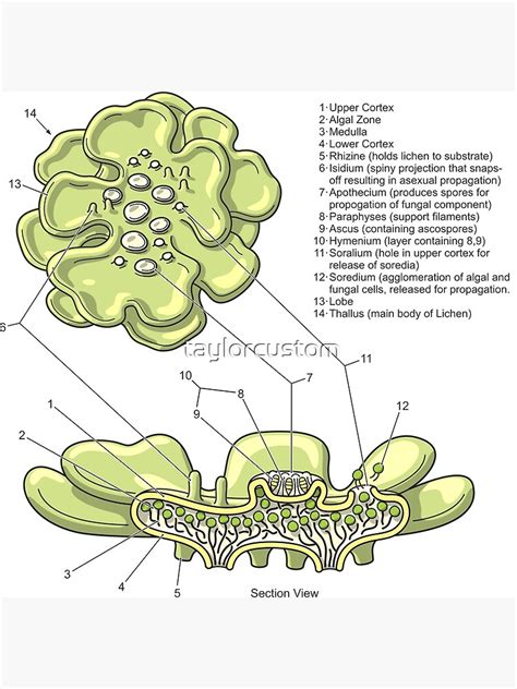 "Lichen Structure Diagram" Poster for Sale by taylorcustom | Redbubble