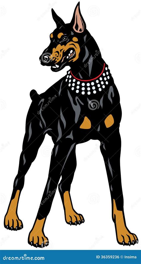 Doberman Pinscher Dog Silhouette On A White Background Vector ...