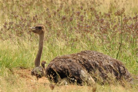 Ostrich Chicks In An Ongoing Battle For Survival Africa Geographic